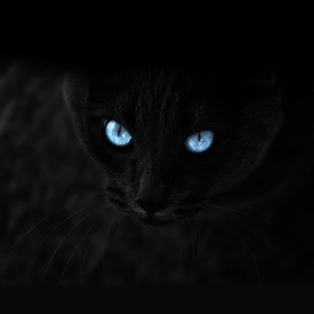 1024x1024 Blue Staring Cat Eye Dark - animal iPad Wallpaper