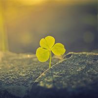 Lucky Flower Stone Growing Morning Sunlight wallpaper