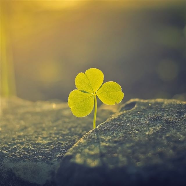 1024x1024 Lucky Flower Stone Growing Morning Sunlight - plant iPad Wallpaper