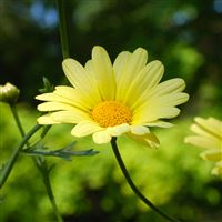 Summer Beautiful Yellow Daisy Memory wallpaper