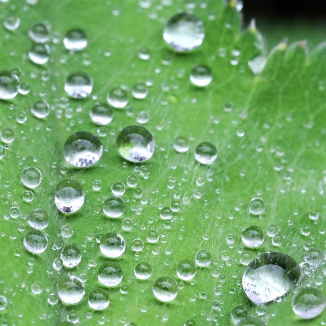 1024x1024 Crystal Dew Water Drop Lotus Leaf - close up iPad Wallpaper