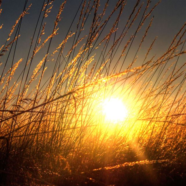 1024x1024 Brilliant Golden Sunset Weed Plant Field - plant iPad Wallpaper
