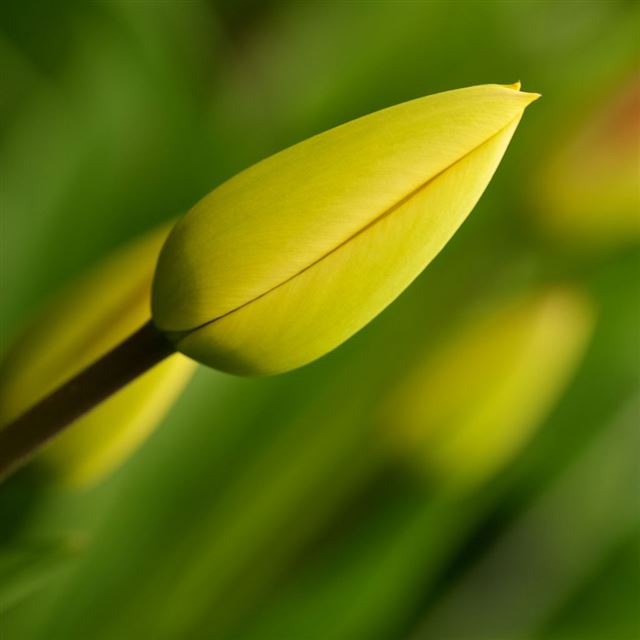 1024x1024 Fresh Tulip Bud Macro - bokeh iPad Wallpaper