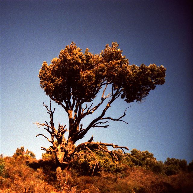 1024x1024 Natural Wither Tree On Hill - tree iPad Wallpaper