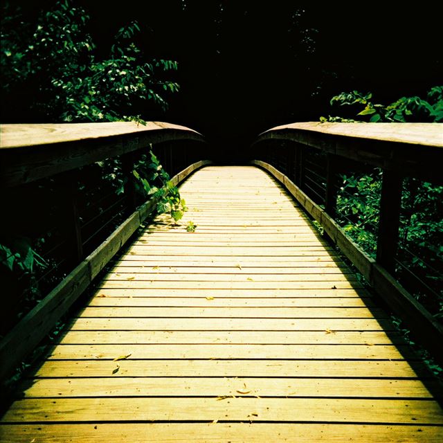 1024x1024 Nature Wood Footbridge End Grove - trees iPad Wallpaper