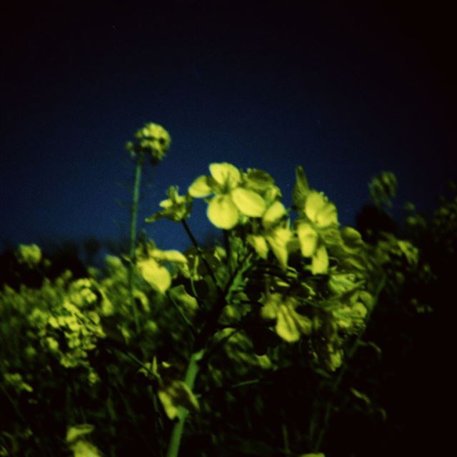 1024x1024 Nature Cole Flower Field Garden - yellow iPad Wallpaper