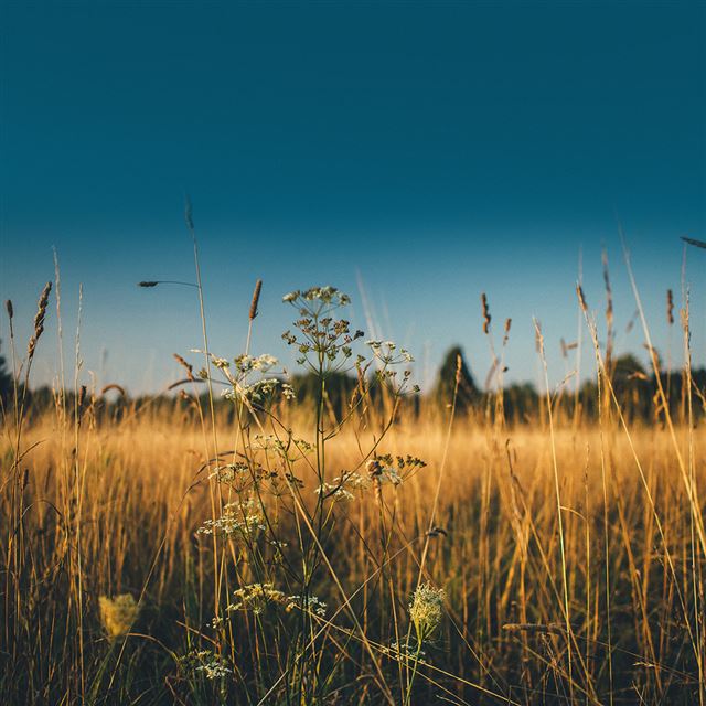 1024x1024 Fall Field Nature Flower Reed Sunny - flower iPad Wallpaper