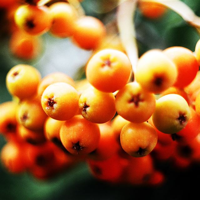 1024x1024 Nature Wild Berry Fruit Macro - plant iPad Wallpaper