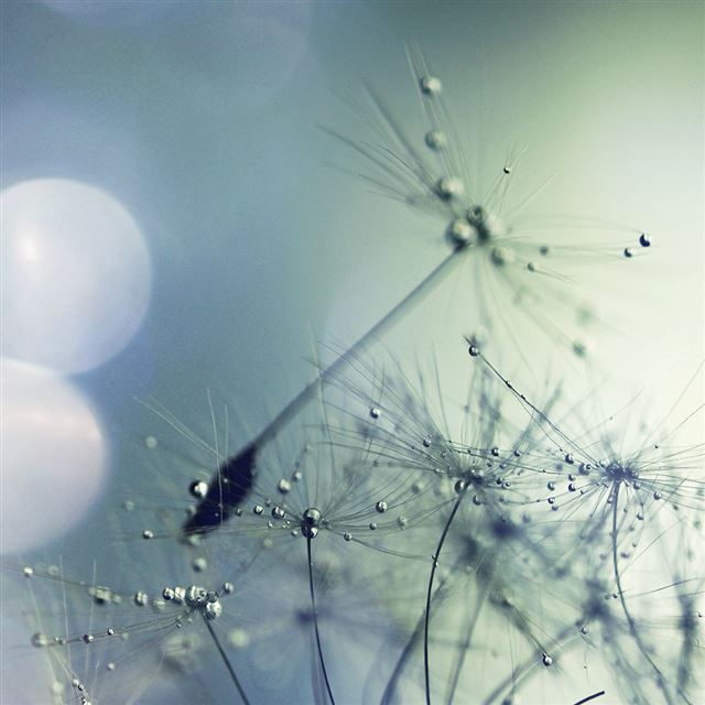 1024x1024 Flower Seed Art Blue Nature Flare - close up iPad Wallpaper