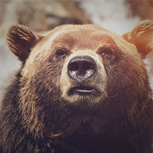 1024x1024 Bear Face What The Hell Nature Flare Animal - flare iPad Wallpaper