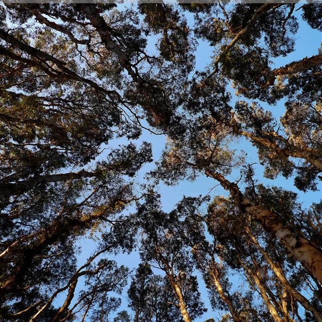 1024x1024 Sunny Bright Grove Tree Top Sky - trees iPad Wallpaper