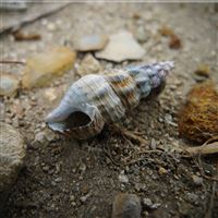 Conch Dry Beach View wallpaper