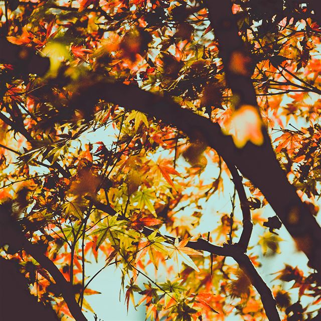 1024x1024 Fall Tree Leaf Autumn Nature Mountain - mountains iPad Wallpaper