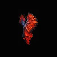Apple Ios9 Fish Live Background Dark Red wallpaper