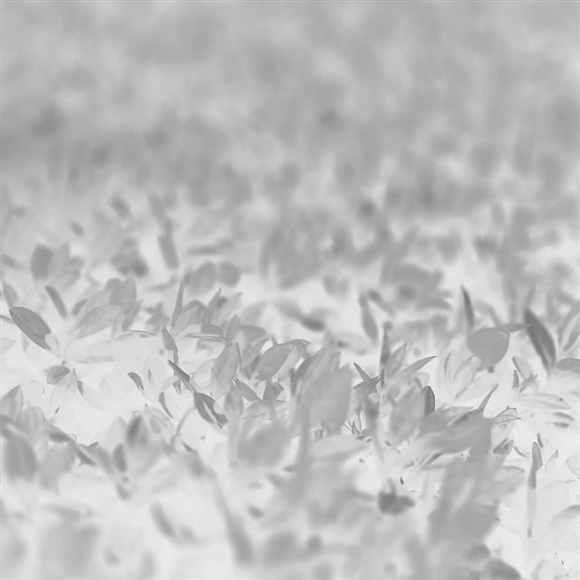 1024x1024 Leaf Spring White Nature Young Bokeh - blossom iPad Wallpaper
