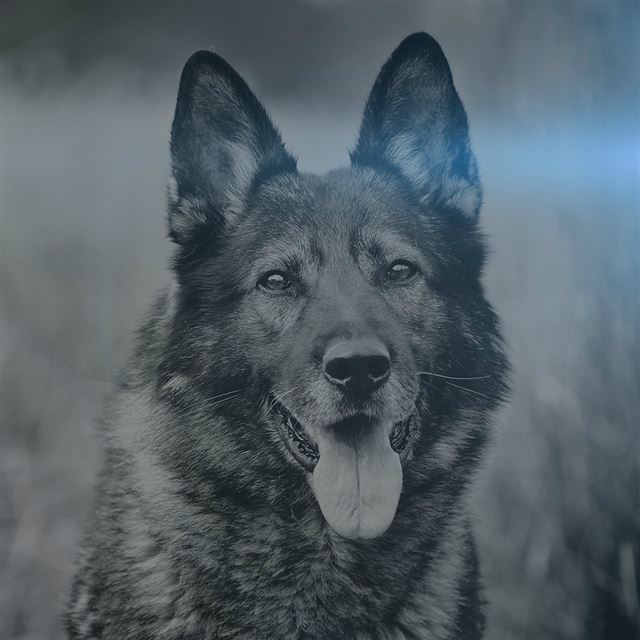 1024x1024 My Shepherds Dog Blue Flare Smile Animal Nature - brown iPad Wallpaper