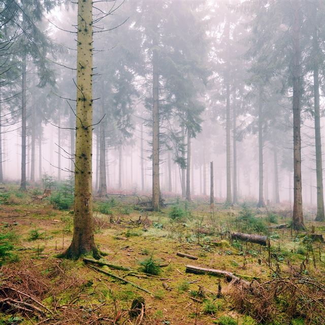 1024x1024 Misty Winter Forest Scenery - tree iPad Wallpaper