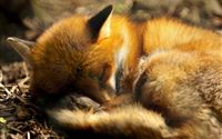 Sleeping Red Fox Animal wallpaper