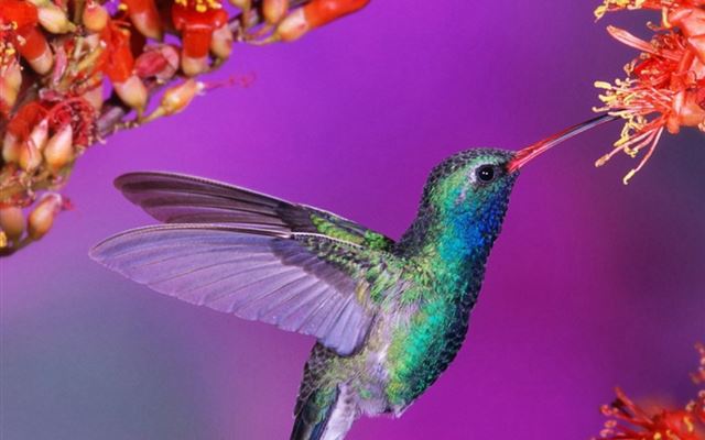 1024x1024 Humming Bird Flight - bird iPad Wallpaper