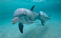 Dolphins Swimming Underwater wallpaper