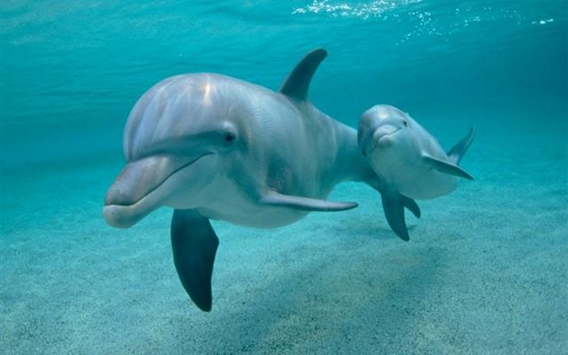 1024x1024 Dolphins Swimming Underwater - ocean iPad Wallpaper
