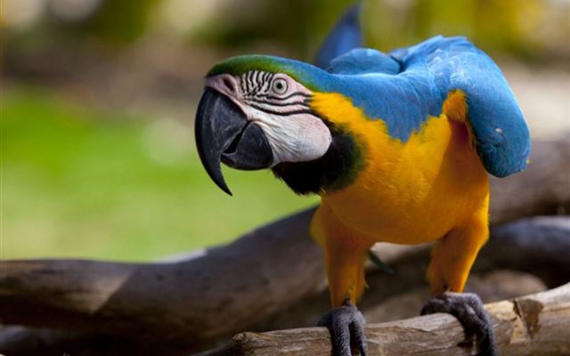 1024x1024 Colorful Feather Parrot - tree iPad Wallpaper