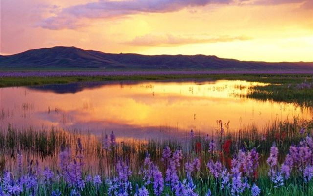 1024x1024 Nature Evening Blue Lavender Field - plant iPad Wallpaper