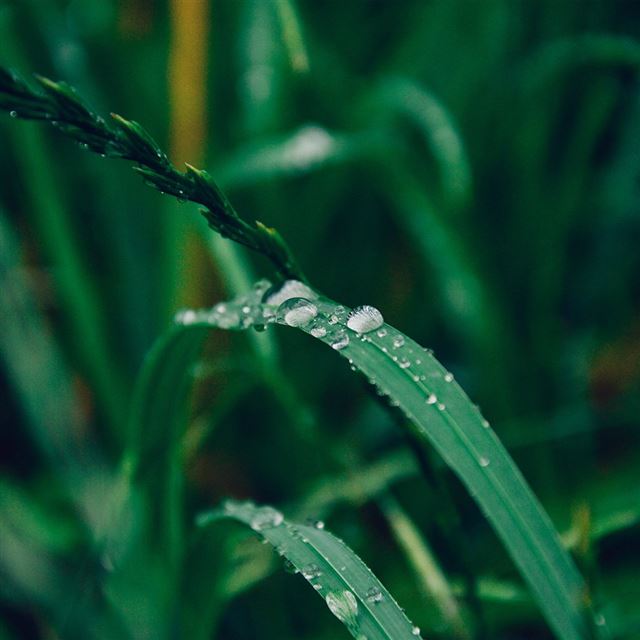 1024x1024 Grass Drop Water Rain Nature Forest - plant iPad Wallpaper