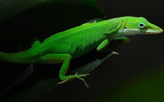 1024x1024 Cool Green Lizard - plant iPad Wallpaper