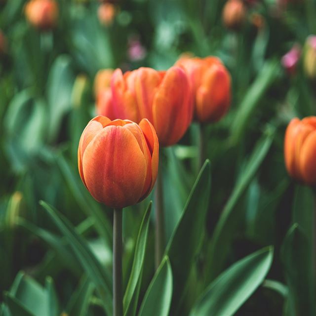 1024x1024 Flower Tulip Red Love Nature - garden iPad Wallpaper