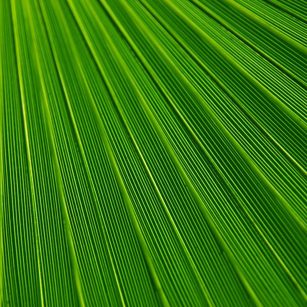 Leaf Green Surface Texture Nature Pattern iPad Wallpapers Free Download