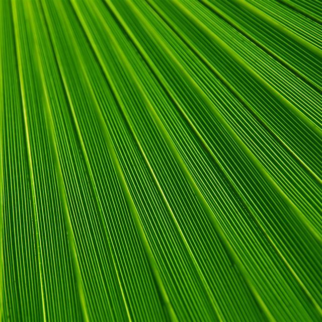 1024x1024 Leaf Green Surface Texture Nature Pattern - texture iPad Wallpaper