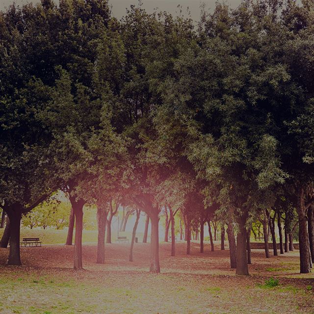 1024x1024 Tree Wood Grass Garden Dark Sun Light Nature Park - sunlight iPad Wallpaper