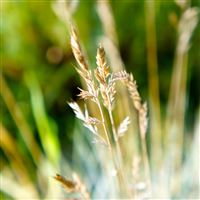 Nature Farm Dry Seeds Bokeh wallpaper