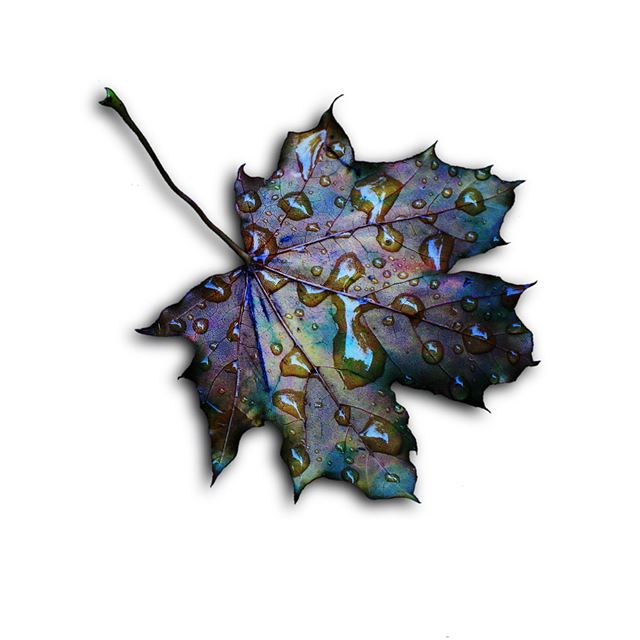 1024x1024 Abstract Dew Wither Leaf Underground - leaf iPad Wallpaper