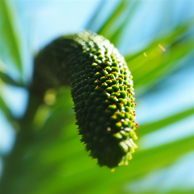 1024x1024 Green Fruit Plant Macro Skyscape - plant iPad Wallpaper