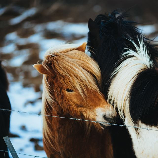 1024x1024 Winter Hug Horses - winter iPad Wallpaper