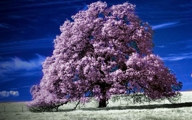 1024x1024 Scenic Infrared Trees - plant iPad Wallpaper