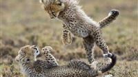 Cute Wild Little Leopard Playing Grassland wallpaper