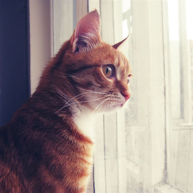 1024x1024 Surprise Emotional Cat Stare At Window - window iPad Wallpaper