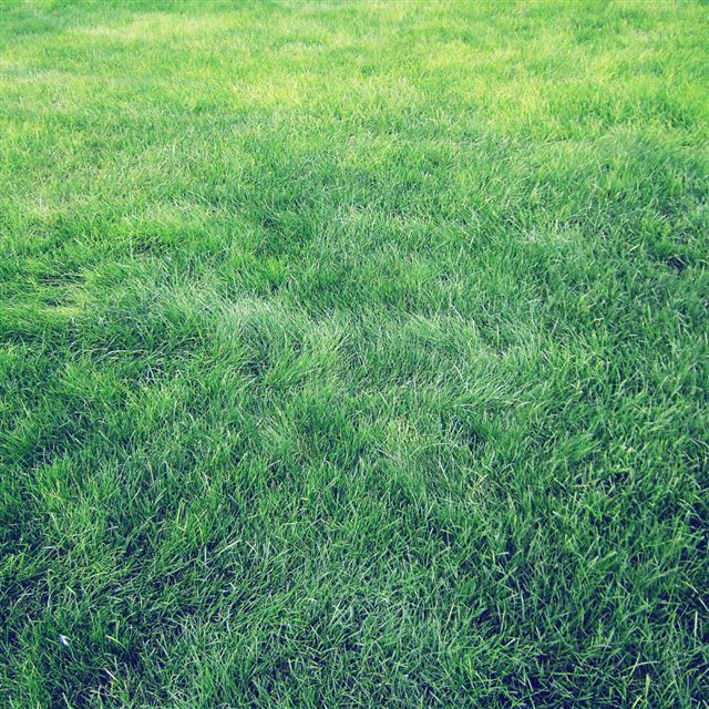 1024x1024 Nature Vitality Grassland Field - cyan iPad Wallpaper