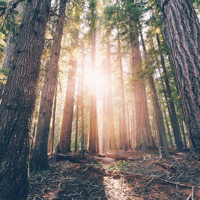 1024x1024 Nature Morning Wood Grove Sunshine Ground - sunlight iPad Wallpaper