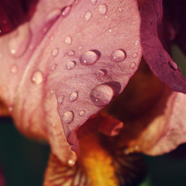 1024x1024 Red Flower Rain Bokeh Spring Nature - bokeh iPad Wallpaper