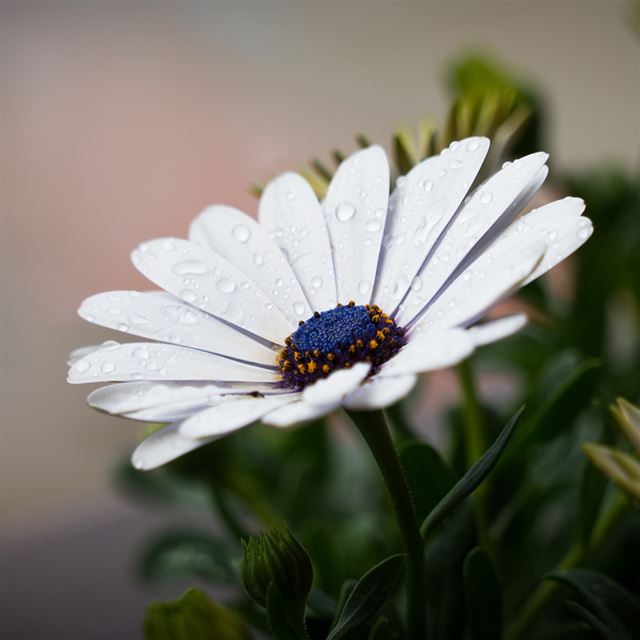 1024x1024 White Flower Nature Spring Rain Macro - bokeh iPad Wallpaper