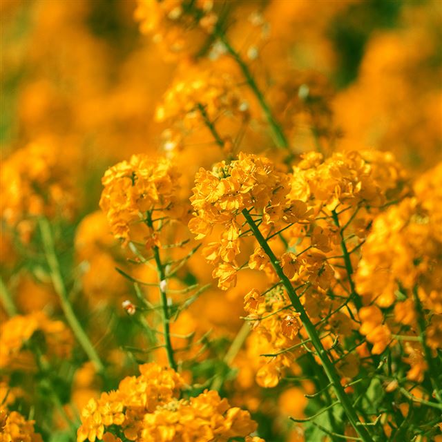 1024x1024 Orange Flower Spring Fun Nature - spring iPad Wallpaper