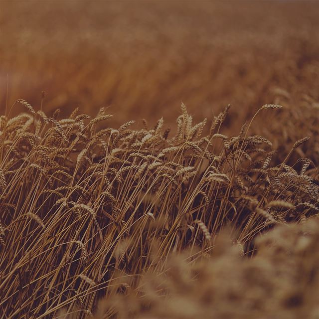 1024x1024 Fall Grass Nature Flower Dark - grass iPad Wallpaper