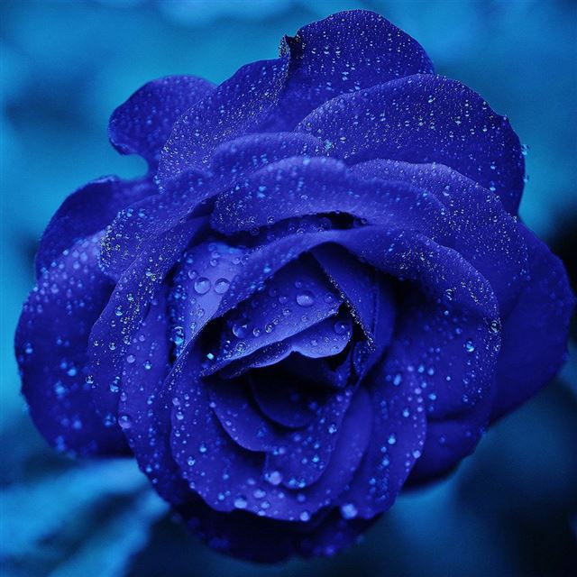 1024x1024 Rose Flower Blue Rain Bokeh Zoom -  iPad Wallpaper