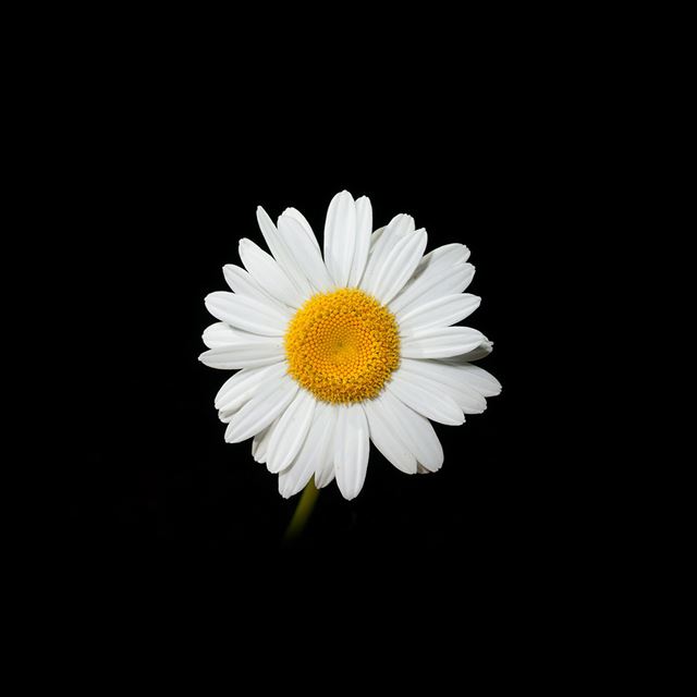 1024x1024 Daisy Flower Dark Nature -  iPad Wallpaper