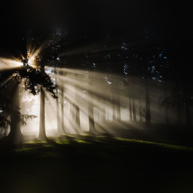1024x1024 Light In Wood Forest Nature Shine - sunlight iPad Wallpaper