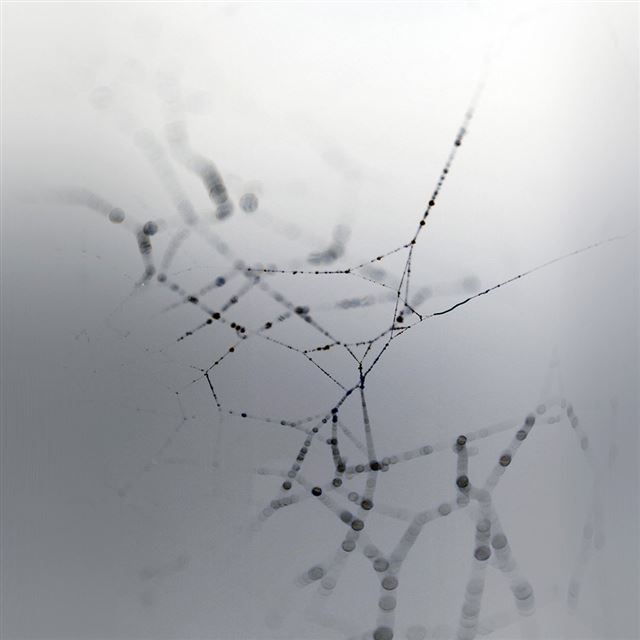 1024x1024 Spider Web Nature Rain Water Pattern Bw White - spider iPad Wallpaper